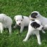 chiots-dogue-argentin-lof-8-semaines