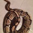 python-royal