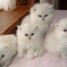 tres-beaux-chatons-type-persan-male-et-femelle