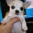 disponible-femelle-type-chihuahua