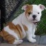 bulldog-anglais-remarquable-a-la-recherche-d-une-nouvelle-maison
