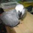 magnifique-perroquet-femelle-gris-du-gabon