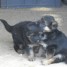 a-donner-couple-chiots-berger-allemand-femelle-et-male-non-lof