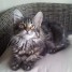 superbe-chatonne-maine-coon-loof