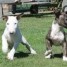 chiot-type-bull-terrier-a-adopter