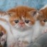 chatons-exotic-shorthair