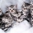 american-shorthair-chatons-a-donner-vente-chat