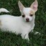 type-chihuahua-male-disponible-pour-noel