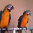 beau-couple-de-perroquets-ara-ararauna-a-offrir