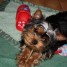 adorable-chiot-yorkshire-terrier-a-donner