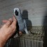 magnifique-perroquet-gris-du-gabon-male