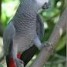 perroquets-gris-du-gabon