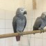 deux-perroquets-gris-africain-a-donner-male-et-femelle