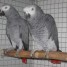couple-de-perroquets-gris-du-gabon-disponible
