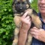 adorables-chiots-type-berger-allemand