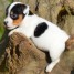 chiots-jack-russell-male-et-femelle-non-l-o-f