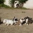 superbe-chiots-type-bull-terrier-miniature