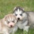 a-adopter-chiots-type-husky-siberien-lof-aux-yeux-bleus