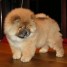 chiots-chow-chow-lof