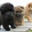 superbes-chiots-type-chow-chow-poil-long