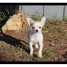 a-adopter-adorable-male-chihuahua-a-poil-court-lof