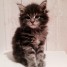 vend-chaton-maine-coon