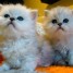 magnifiques-chatons-type-persan-silver-shaded