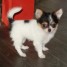 adorable-chihuahua-cherche-famille-d-acceuil