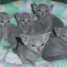 magnifiques-chatons-type-bleu-russe