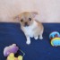 chiot-de-type-chihuahua-pure-race-a-donner