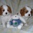 adopter-chiots-de-types-cavalier-king-charles-male-et-femelle