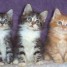 magnifique-chatons-type-siberien-non-lof