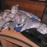 adopter-4-magnifiques-chatons-mau-egytien-male-et-femelle