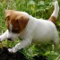 adorables-chiots-type-jack-russell