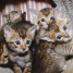 magnifiques-chatons-d-apparence-bengal-disponible