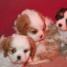 chiots-type-cavaliers-king-charles-lof
