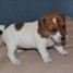 magnifiques-chiots-type-jack-russell