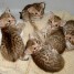 trois-magnifiques-chatons-d-apparence-bengal