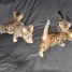 a-vendre-6-magnifiques-chatons-bengal-loof