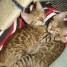 magnifiques-chatons-type-bengals-dispo