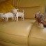 chiots-chihuahua-poil-court