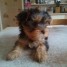 chiots-d-apparence-yorkshire-terrier-non-lof