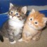 vends-chatons-type-maine-coon-non-lof