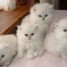 magnifiques-chatons-demi-persans-dispo