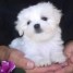 cure-maitese-puppies-free-for-adoption