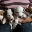 chiots-jack-russell-terrier