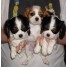 adorables-cavalier-king-charles