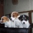 2-adorables-chiots-type-jack-russel