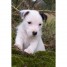 adorable-chiot-male-type-jack-russell