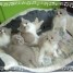 chatons-loof-british-colourpoint-et-bicolor-point